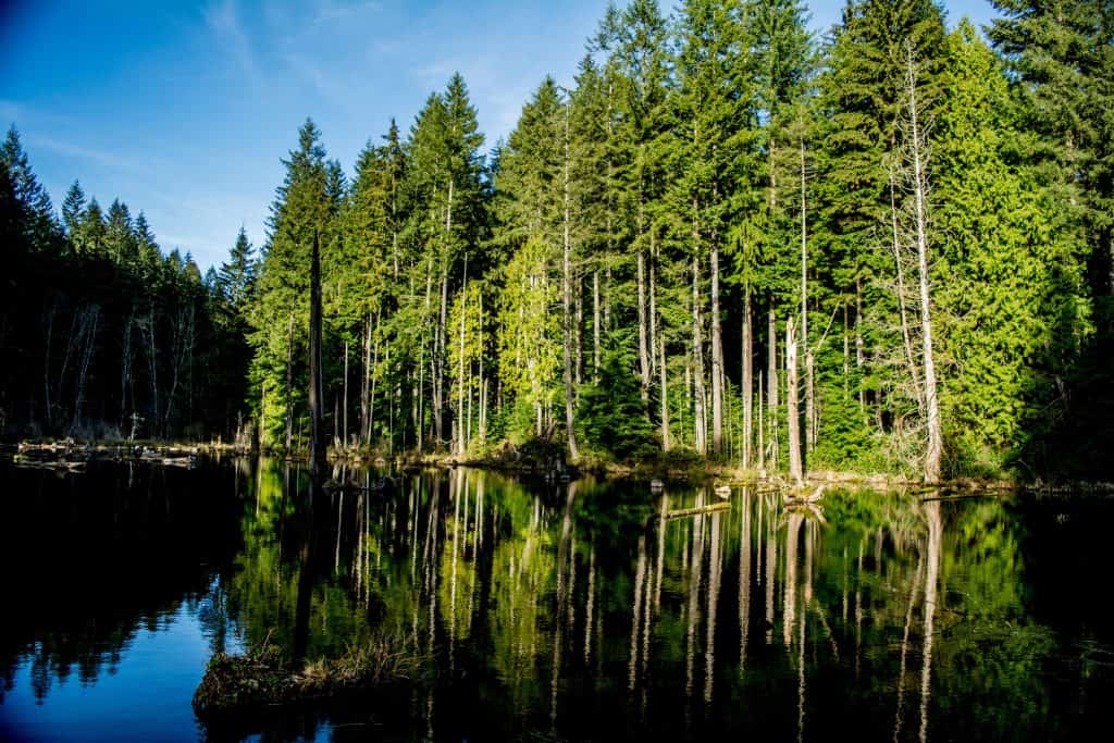 trees and lake in Redmond, WA