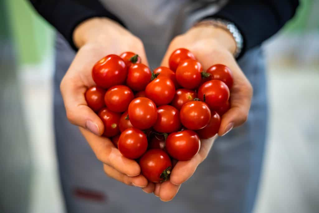 Handful of Red Cherry Tomatoes