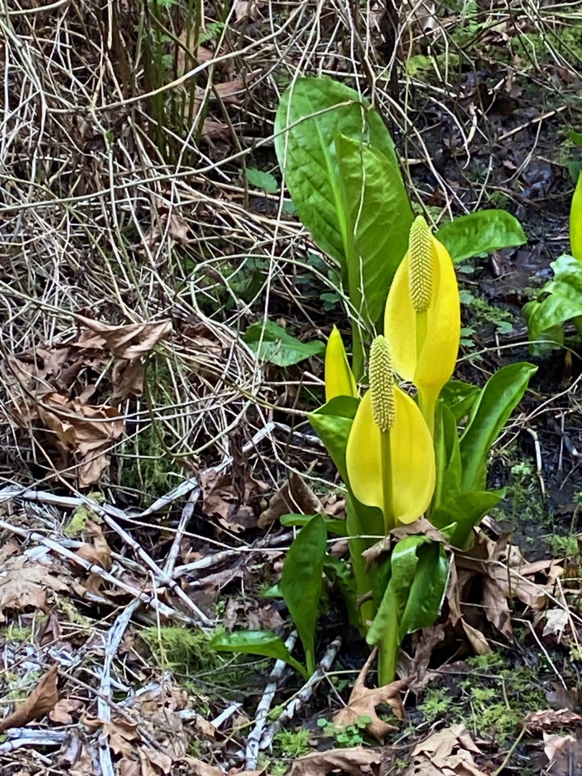 Change the Pace with Nature Trails in Redmond, WA | Emerald Heights